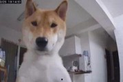 娛樂吃瓜醬監(jiān)控小狗,小狗日常萌態(tài)大曝光！
